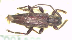 Didymocentrotus denticollis