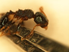 Pheidole metallescens