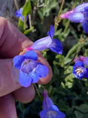 Penstemon azureus
