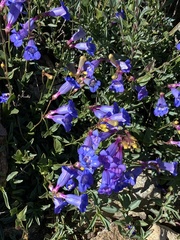 Penstemon azureus