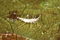 Hyaliodes
