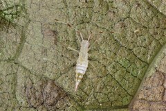 Hyaliodes