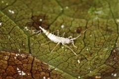 Hyaliodes