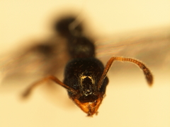 Pheidole metallescens