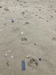 Canis lupus crassodon