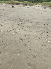 Canis lupus crassodon