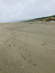 Canis lupus crassodon