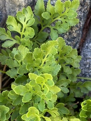 Cryptogramma acrostichoides