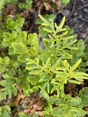 Cryptogramma acrostichoides