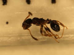 Pheidole metallescens