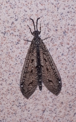 Brachynemurus nebulosus