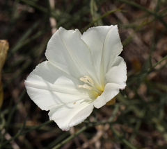 Calystegia longipes