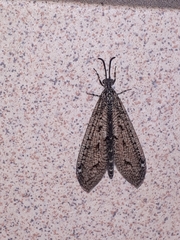 Brachynemurus nebulosus