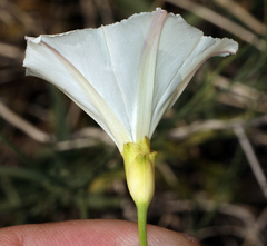 Calystegia longipes