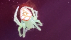 Araneus guttulatus