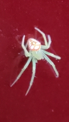Araneus guttulatus