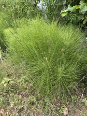 Equisetum telmateia
