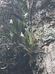 Dendrobium taylorii