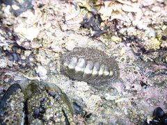 Plaxiphora obtecta