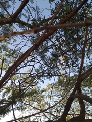 Phoradendron quadrangulare