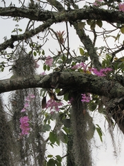 Comparettia macroplectron