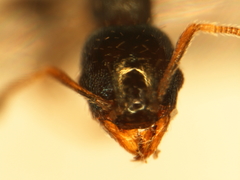 Pheidole metallescens
