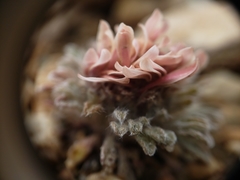 Townsendia condensata