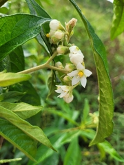 Solanum asperum
