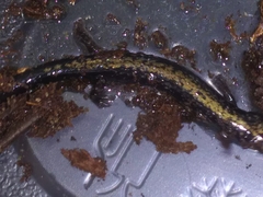 Plethodon hubrichti