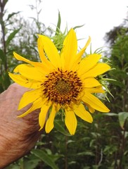 Helianthus californicus