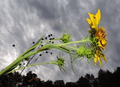 Helianthus californicus
