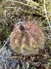 Parodia ottonis