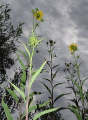 Helianthus californicus