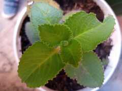 Coleus amboinicus