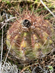 Parodia ottonis