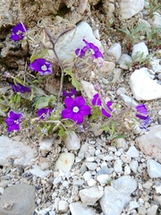 Legousia speculum-veneris