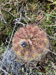 Parodia ottonis
