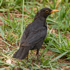 Turdus merula
