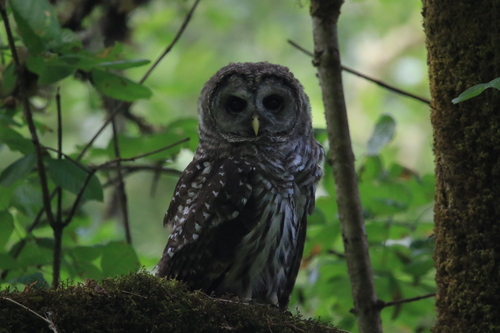 Barred Owl photographed in Oregon