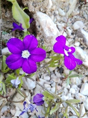 Legousia speculum-veneris