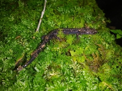 Plethodon hubrichti