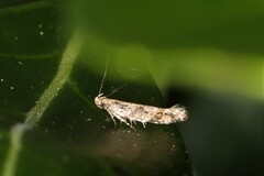 Glauce pectenalaeella