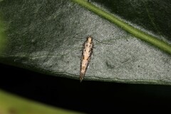 Glauce pectenalaeella