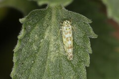 Eupteryx melissae