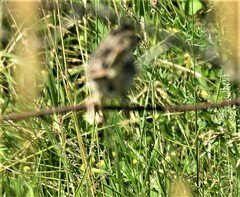 Ammodramus savannarum