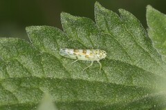 Eupteryx melissae