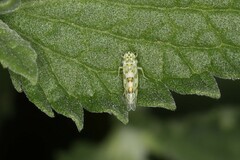 Eupteryx melissae
