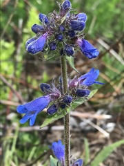 Penstemon albertinus