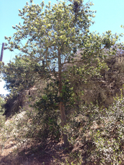 Prunus ilicifolia lyonii