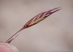 Danthonia unispicata